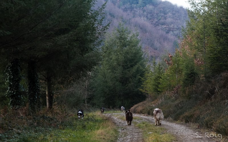 1012833_10201605747010072_449953897_n-150x150 Elevage familial de chiots berger australien LOF socialisés