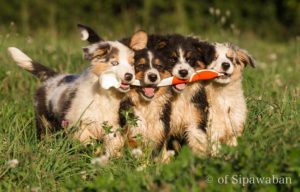 chiots berger australien élevage familial professionnel