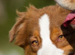 Funny Happy Girl of Sipawaban - Berger australien rouge tricolore