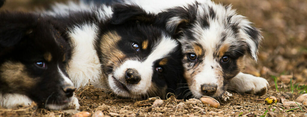 cropped-cropped-05032019-IMG_4813-1024x393