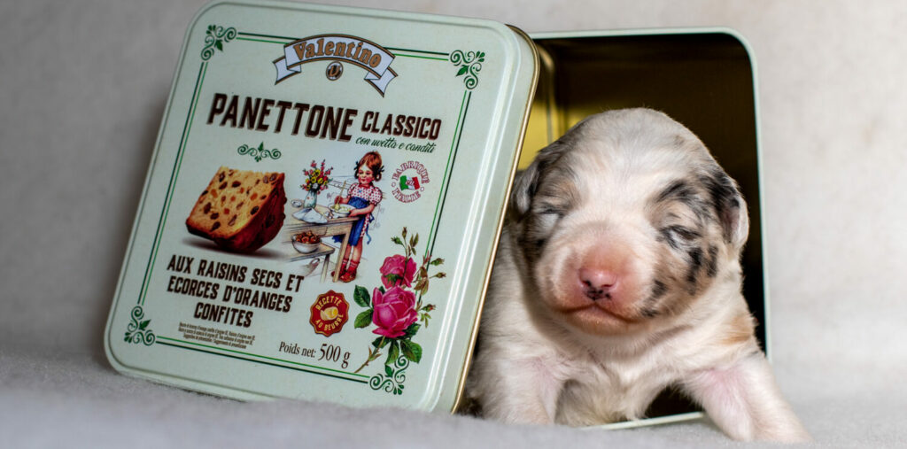 cropped-096A0014-1024x507