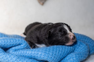 Chiot berger australien noir tricolore