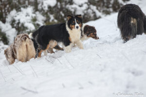 Femelle berger australien noir tricolore