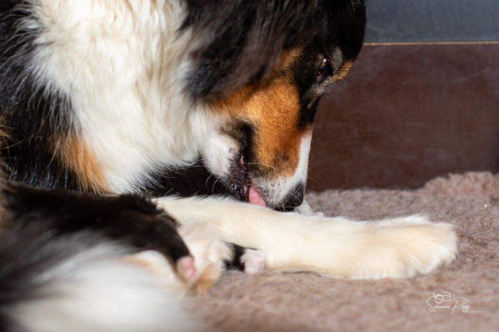 Une maman attentionnée <3 Chiots berger australien