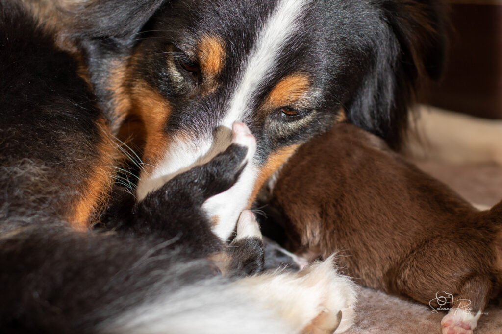 Toilette Chiots berger australien
