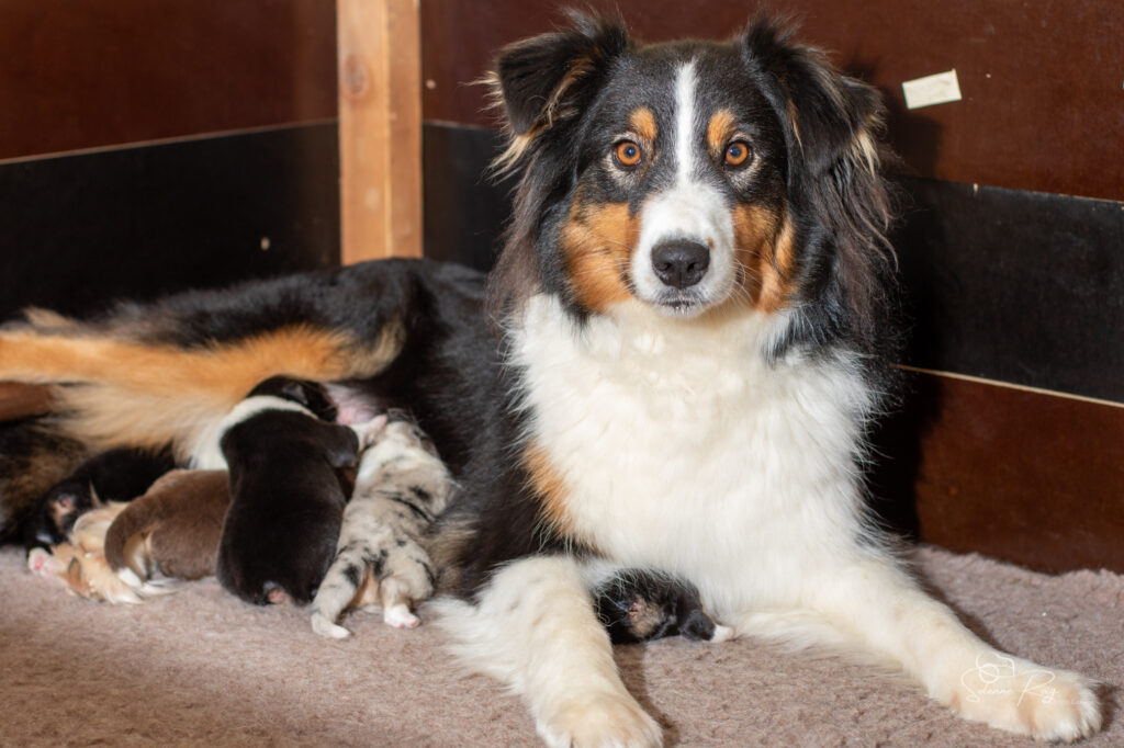 Maman Sinaï et ses bébés Chiots berger australien