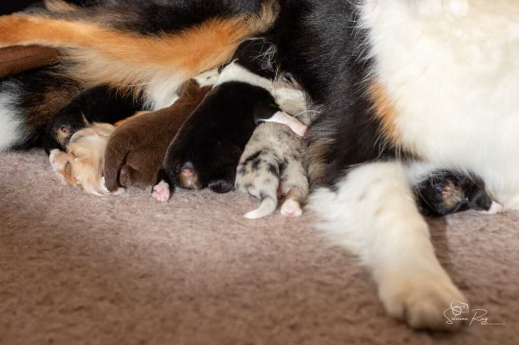 et oui, à notre âge on mange et on dort uniquement ! Chiots berger australien