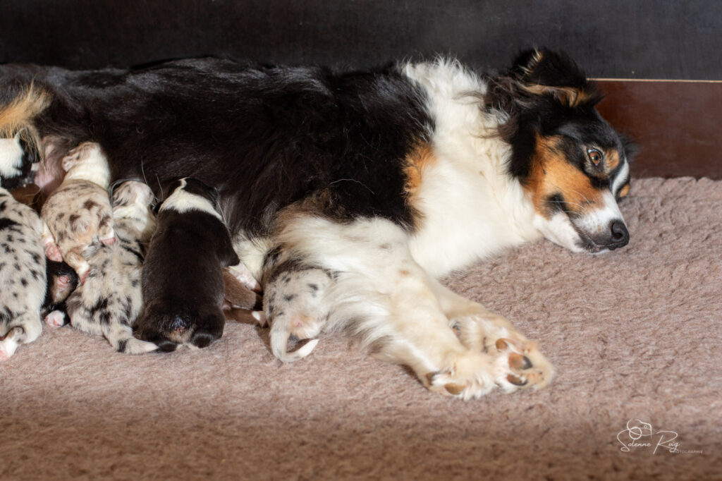 <3 Chiots berger australien