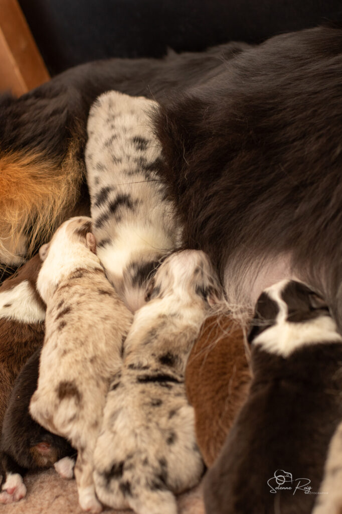 Toboggan ! Chiots berger australien
