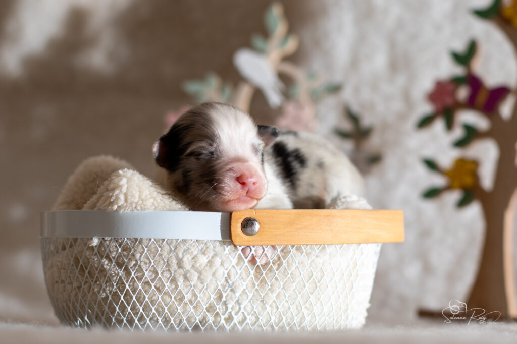 Mâle bleu merle 1 - 4 jours Chiot berger australien bleu merle