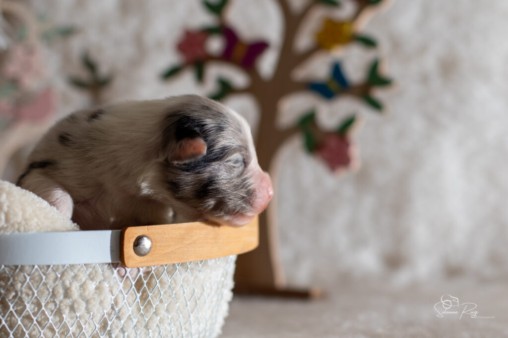 Mâle bleu merle 1 - 4 jours chiot berger australien bleu