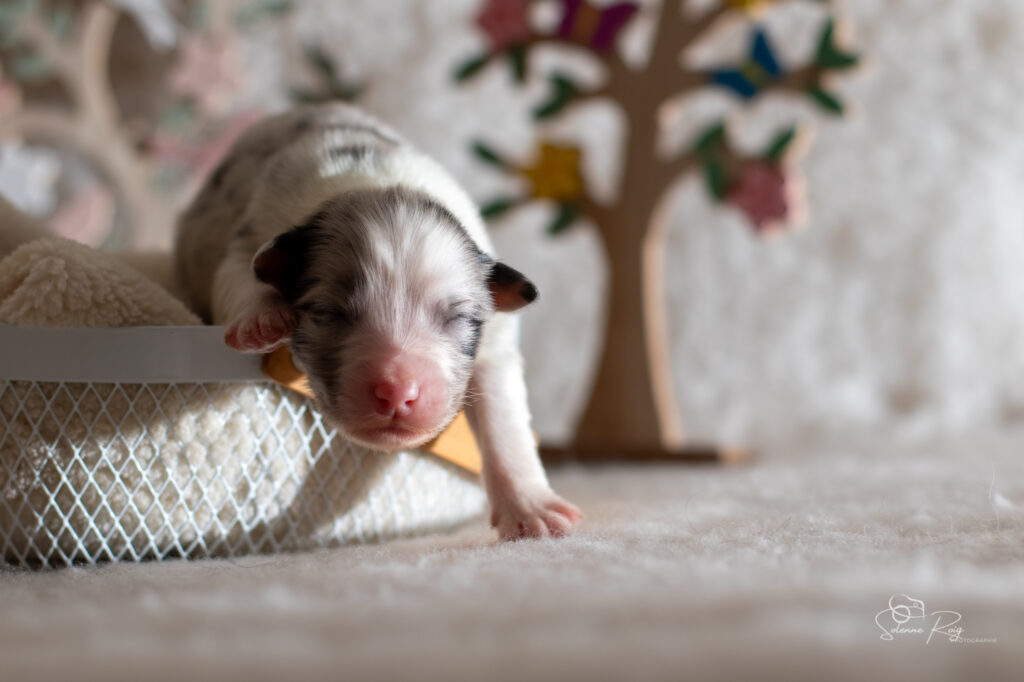 Mâle bleu merle 1 - 4 jours chiot berger australien bleu merle