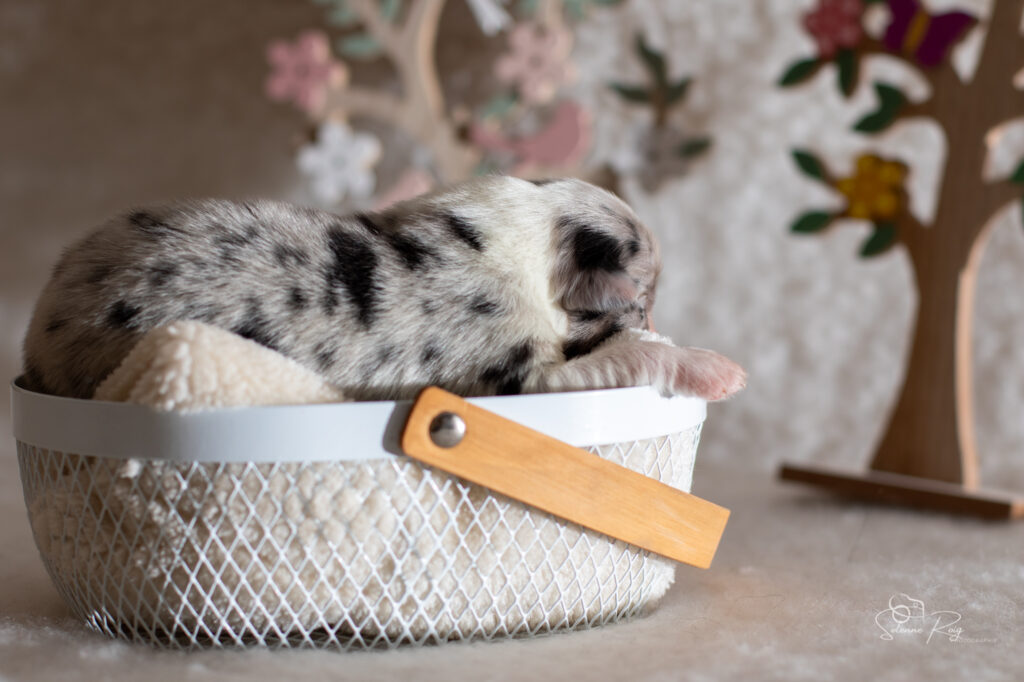 Mâle bleu merle 1 - 4 jours chiot berger australien bleu merle