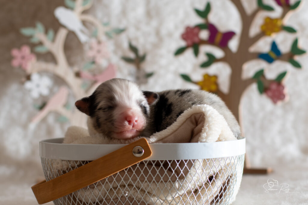 Mâle bleu merle 1 - 4 jours Chiot berger australien bleu merle