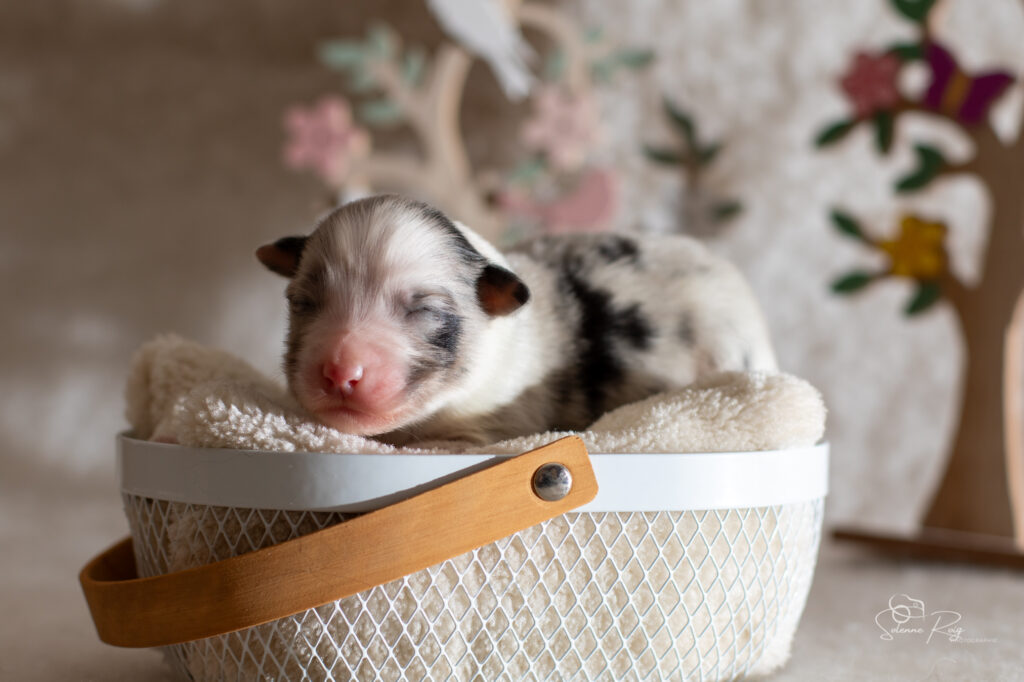 Mâle bleu merle 1 - 4 jours Chiot berger australien bleu merle