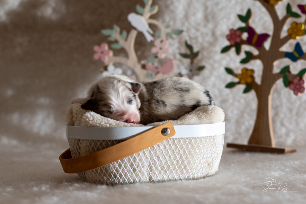 Mâle bleu merle 2 - 4 jours Chiot berger australien bleu merle