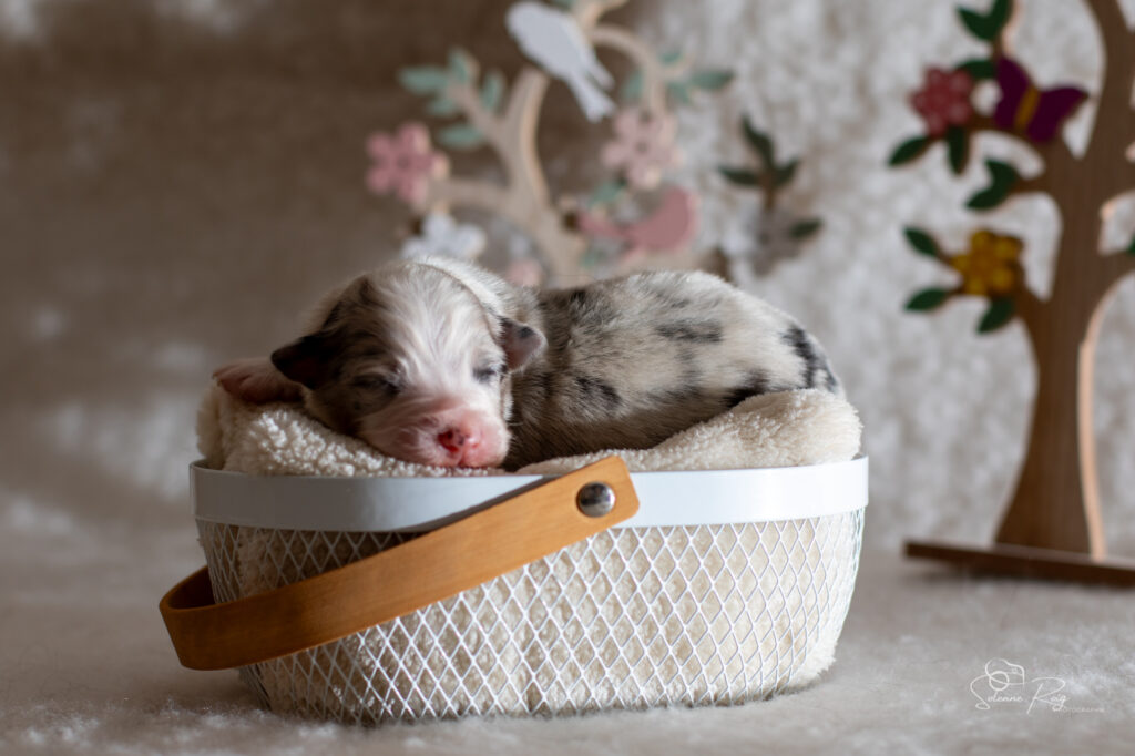 Mâle bleu merle 2 - 4 jours Chiot berger australien bleu merle