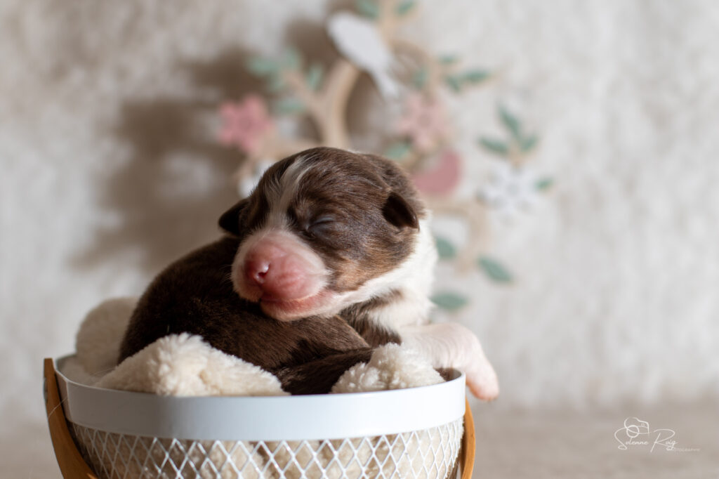 Femelle rouge tricolore 1 Chiot berger australien femelle rouge tricolore