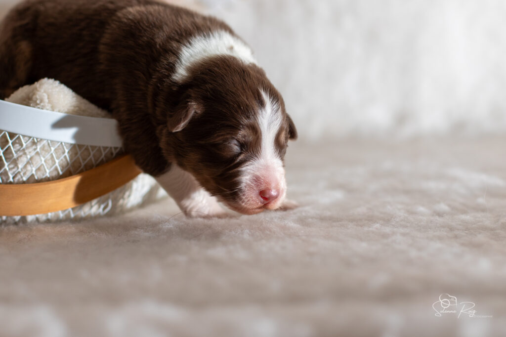 Femelle rouge tricolore 1 Chiot berger australien femelle rouge tricolore