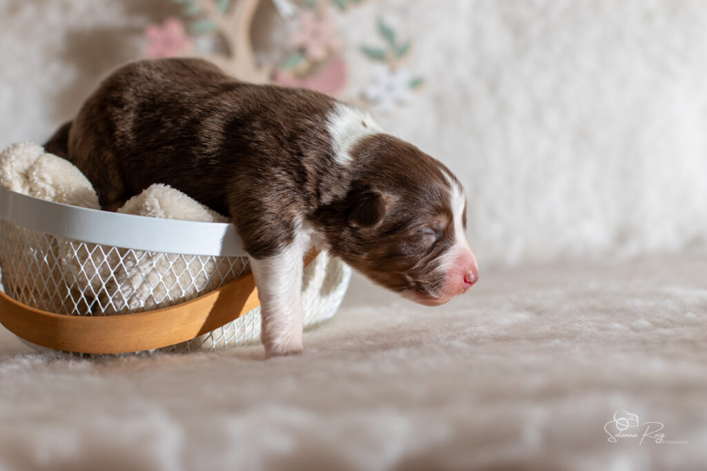 Femelle rouge tricolore 1 Chiot berger australien femelle rouge tricolore