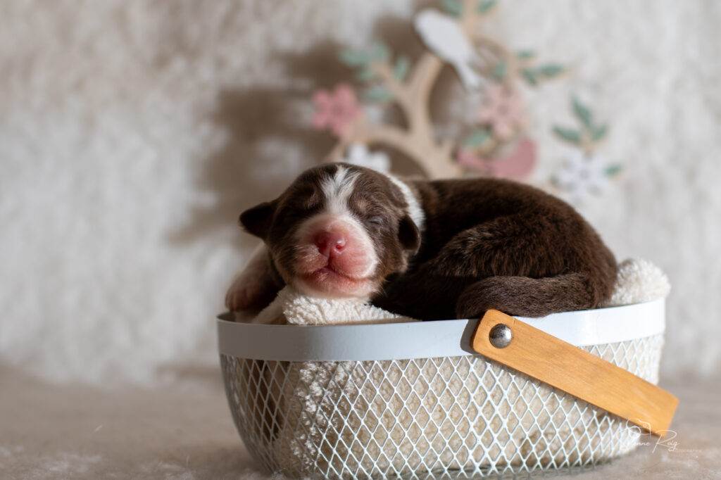 Femelle rouge tricolore 1 Chiot berger australien femelle rouge tricolore