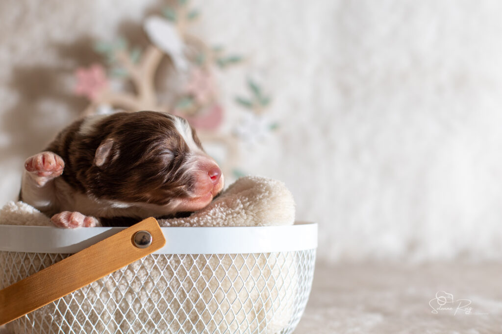 Femelle rouge tricolore 1 Chiot berger australien femelle rouge tricolore