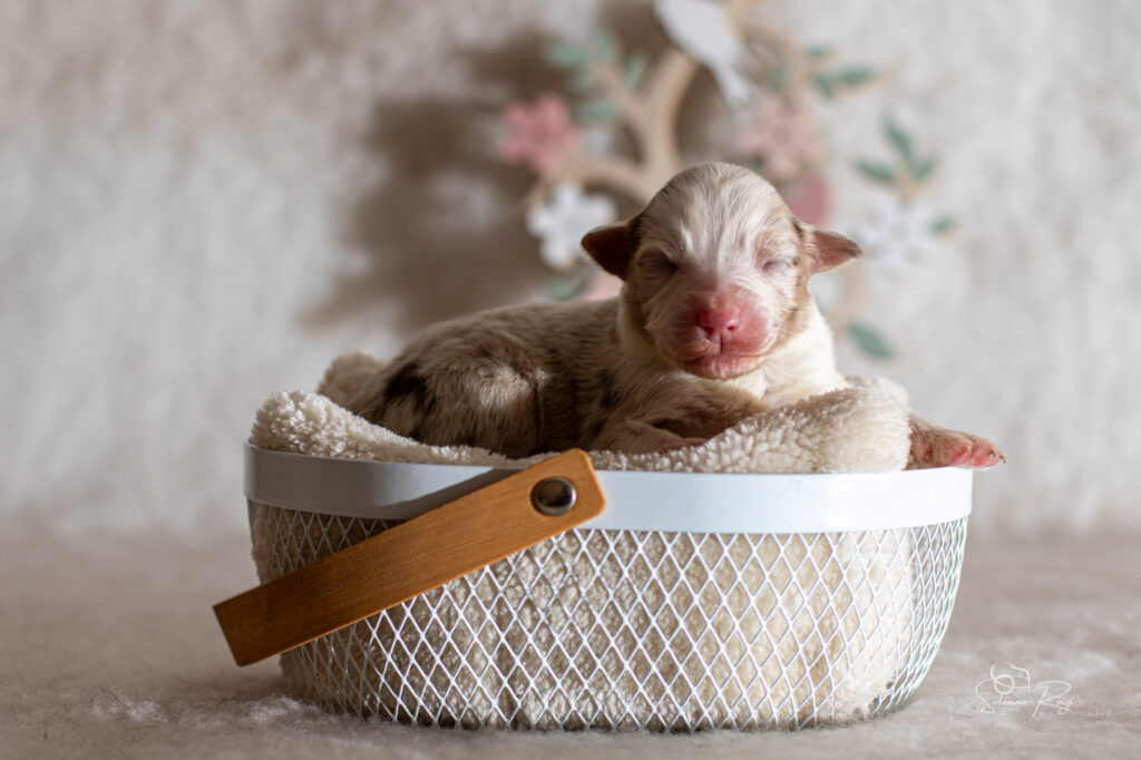 Femelle rouge merle Chiot berger australien rouge merle