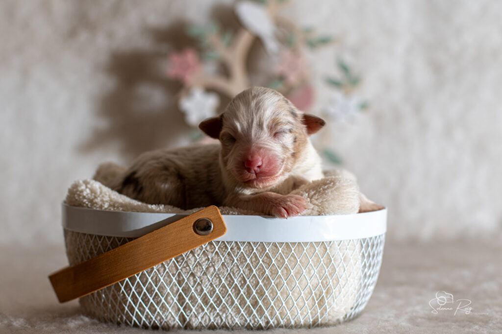 Femelle rouge merle Chiot berger australien rouge merle