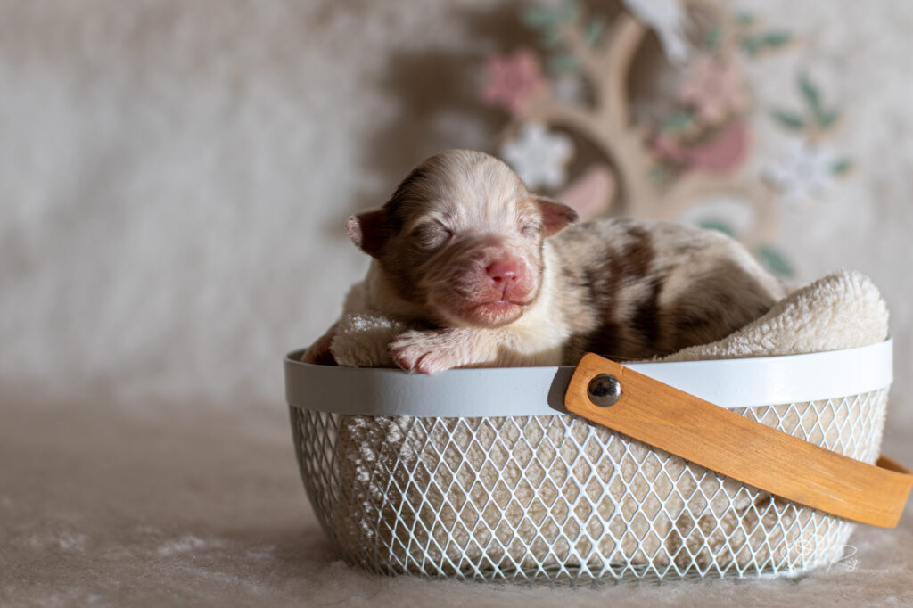 Chiot berger australien femelle rouge merle