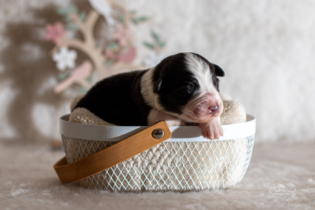 Femelle noir tricolore Chiot berger australien femelle noir tricolore