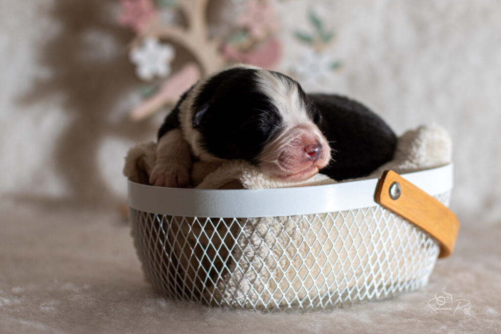 Femelle noir tricolore Chiot berger australien femelle noir tricolore