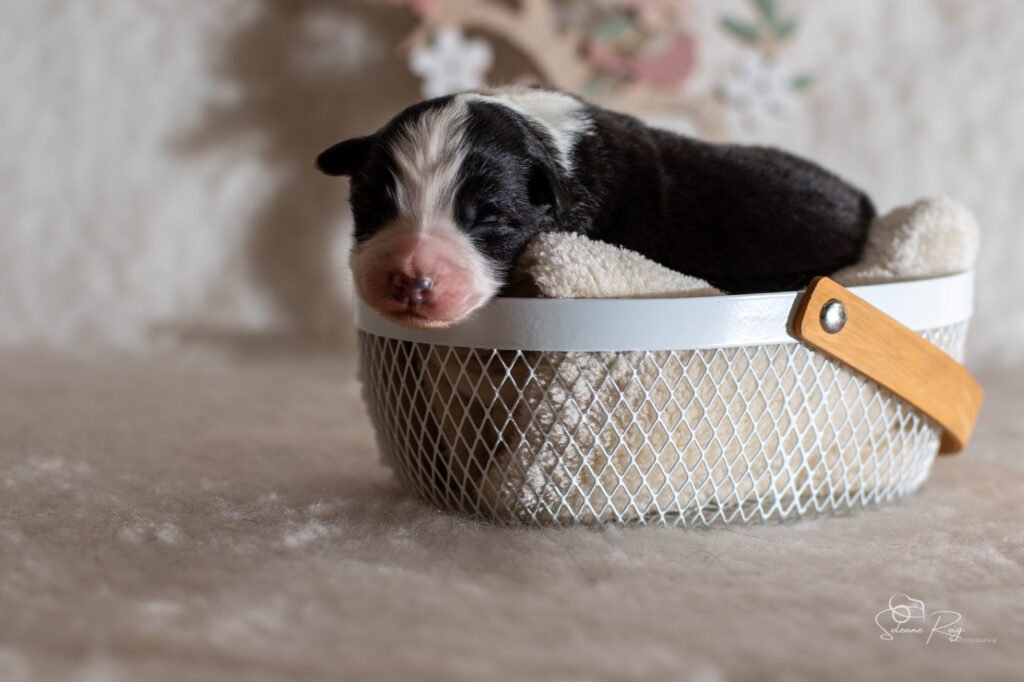 Chiot berger australien femelle noir tricolore