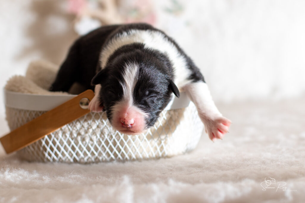 Mâle noir tricolore 1 Chiot berger australien noir tricolore