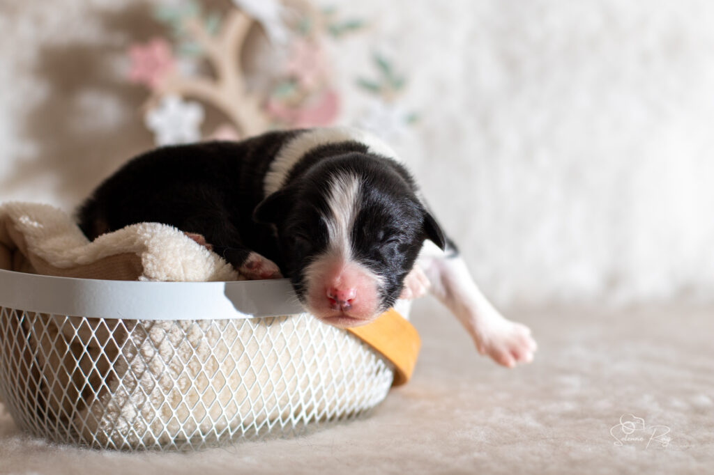 Mâle noir tricolore 1 Chiot berger australien noir tricolore