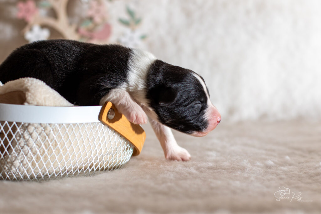 Chiot berger australien mâle noir tricolore