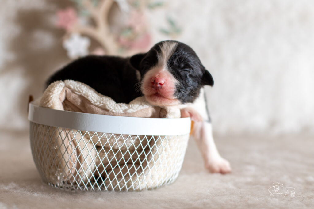 Chiot berger australien mâle noir tricolore
