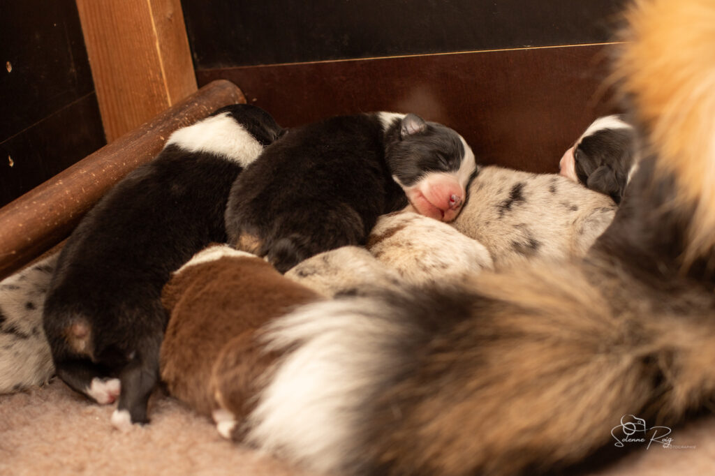 Entre 2 tétées, on dort ! Chiots berger australien