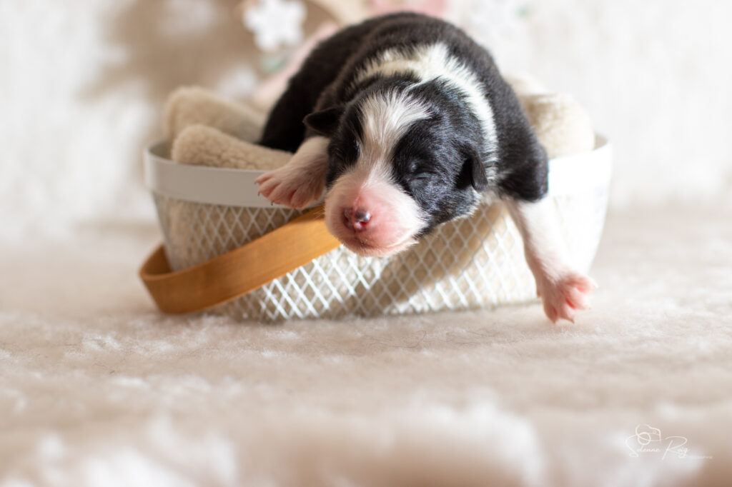 Chiot berger australien mâle noir tricolore