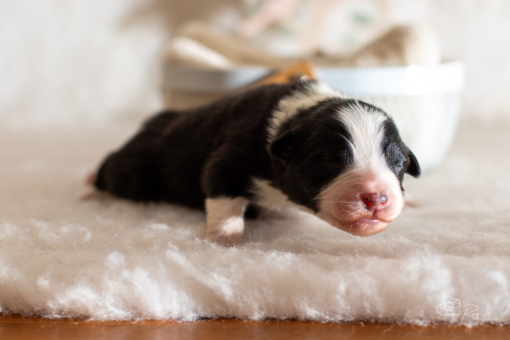 Mâle noir tricolore 2 Chiot berger australien noir tricolore
