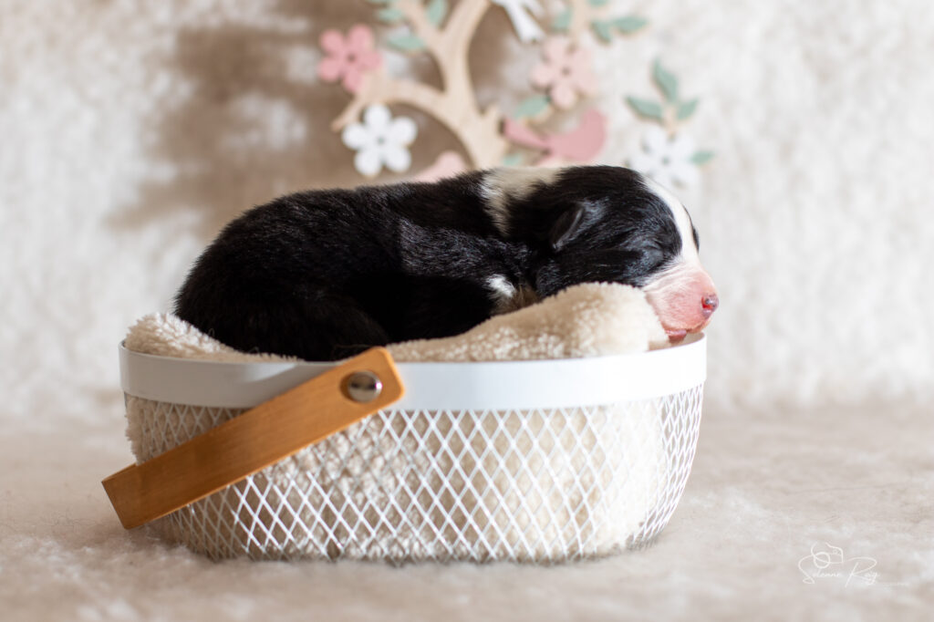 Chiot berger australien mâle noir tricolore