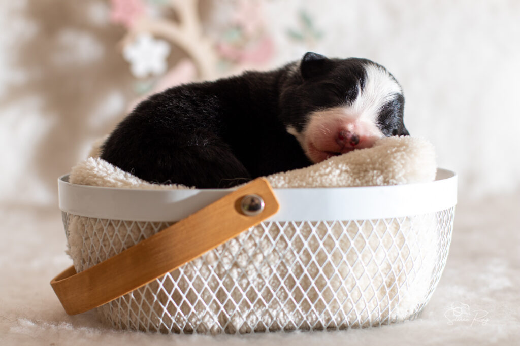 Mâle noir tricolore 2 Chiot berger australien noir tricolore