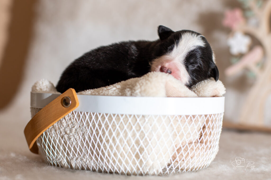 Mâle noir tricolore 2 Chiot berger australien noir tricolore