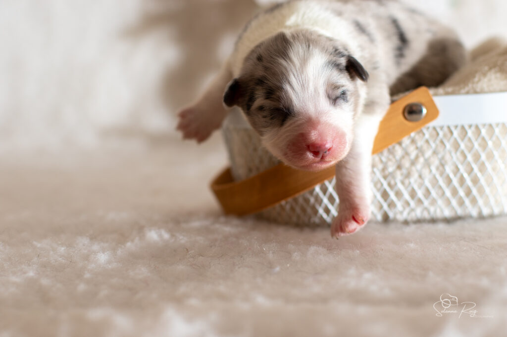 Femelle bleue merle Chiot berger australien bleu merle