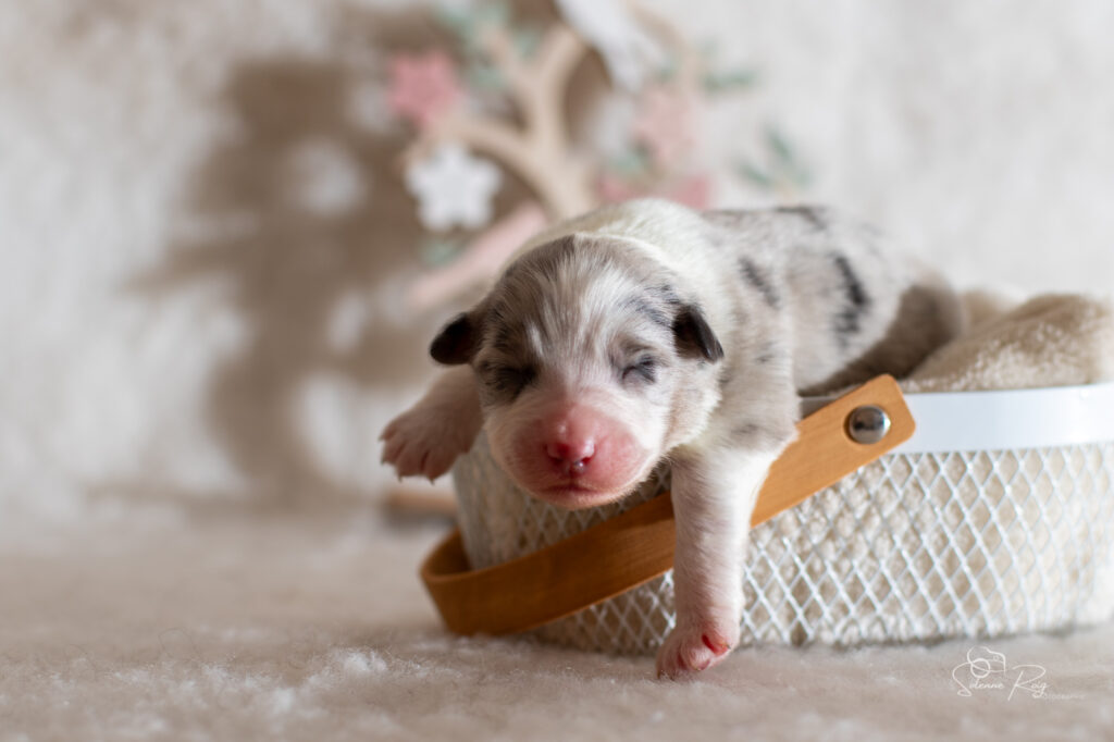 Chiot berger australien Femelle bleue merle