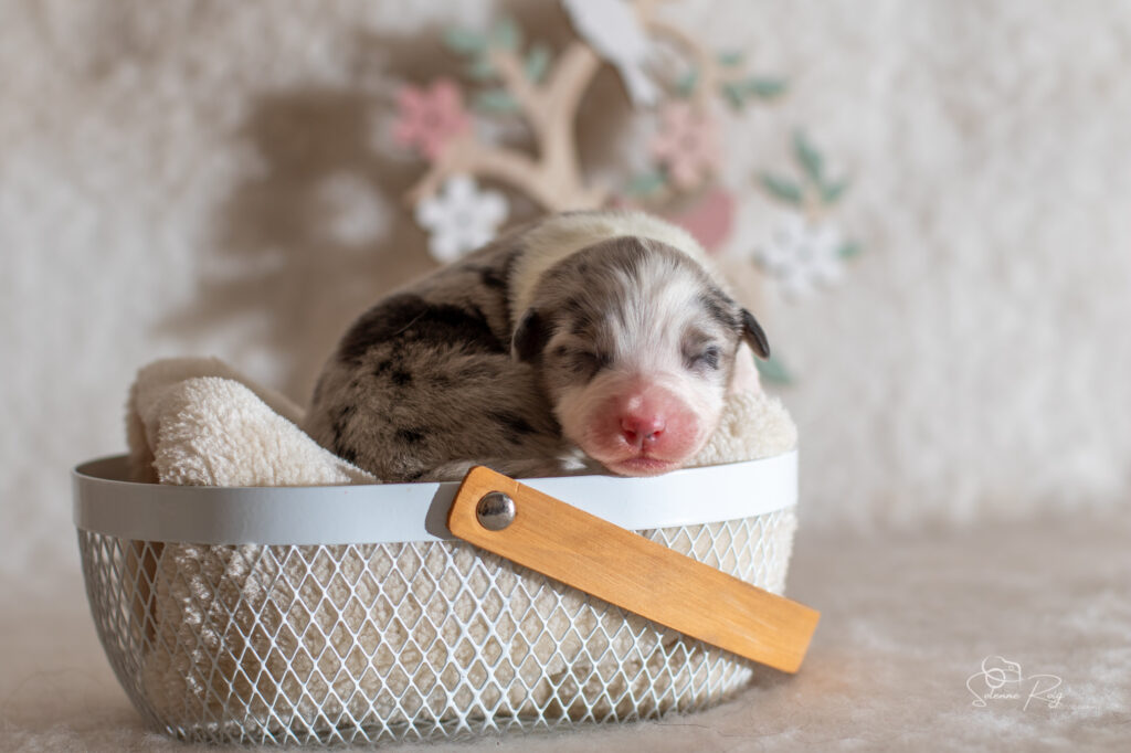 Femelle bleue merle Chiot berger australien bleu merle