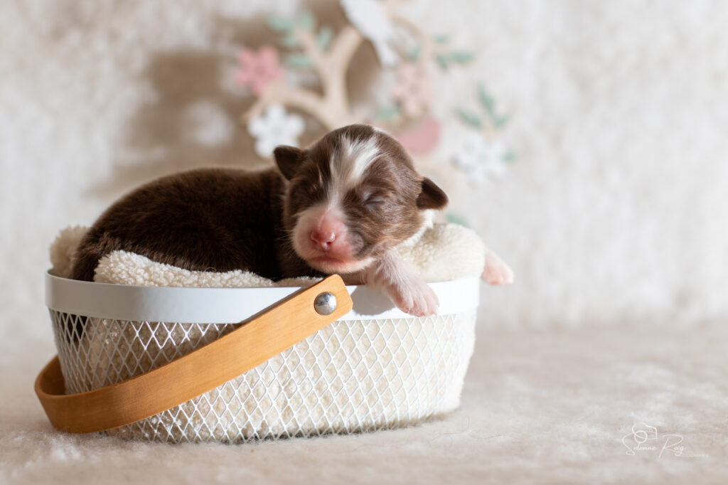Femelle rouge tricolore 2 Chiot berger australien femelle rouge tricolore