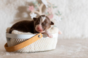 Chiot berger australien femelle rouge tricolore