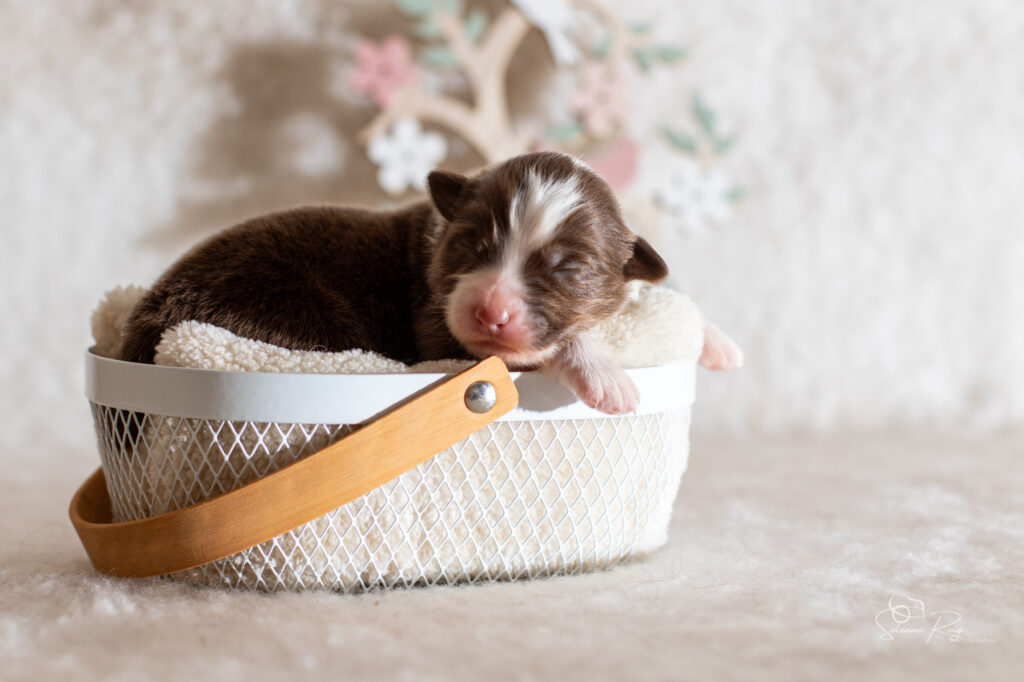 Femelle rouge tricolore 2 Chiot berger australien femelle rouge tricolore