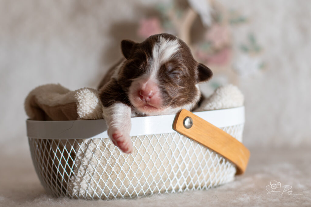 Femelle rouge tricolore 2 Chiot berger australien femelle rouge tricolore