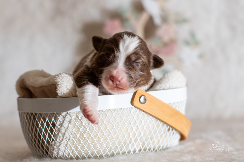 Femelle rouge tricolore 2 Chiot berger australien femelle rouge tricolore